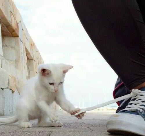 怎样让猫喜欢你