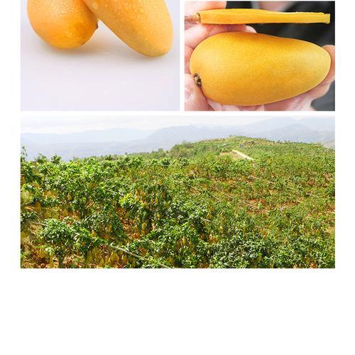 高乐蜜芒果绿色怎么样是熟了