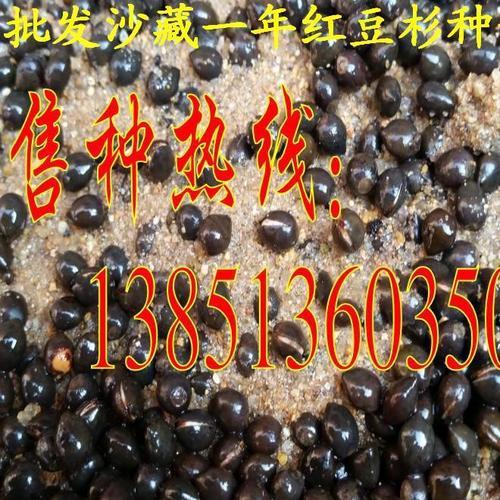 种子沙藏法是要多久