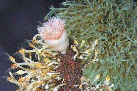 水族虫长什么样