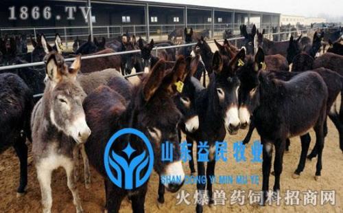 养殖场坚持一年有前途吗