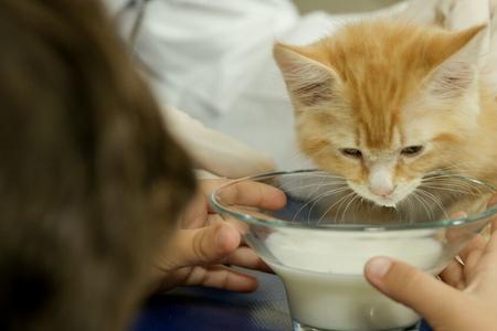 长期喂猫的正确方法