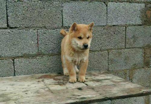 黄脸白面田园犬怎么挑