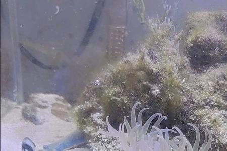 鱼吃海草不