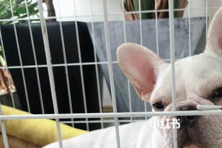 法斗犬六岁相当于人