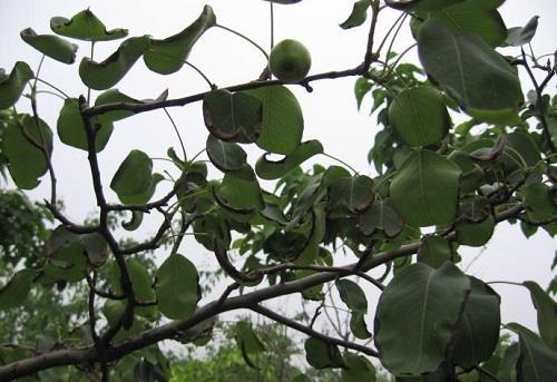 梨树没有花芽什么原因