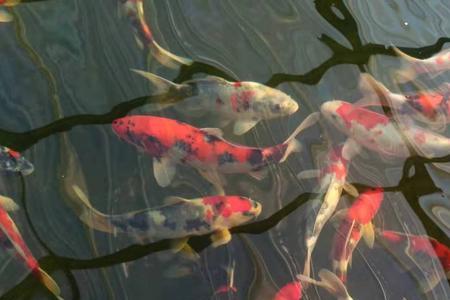 锦鲤单三是什么意思