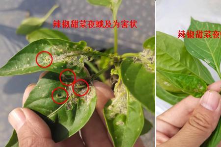 阿维虱螨脲的安全间隔期