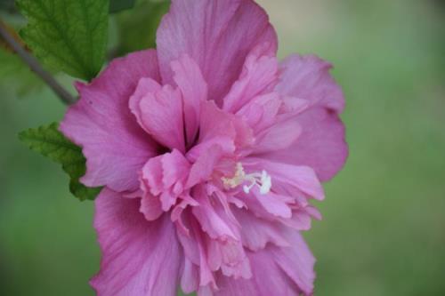花朵又大又红写一段话