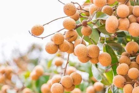 桂圆是否可以种在前院