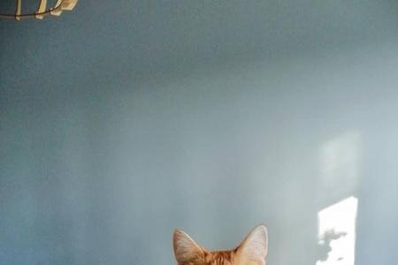 猫什么时候才能不那么活泼