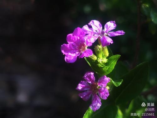 萼距花为什么买回来不开花
