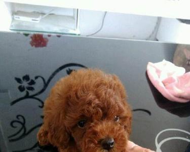 泰迪耳朵总是外翻怎么回事