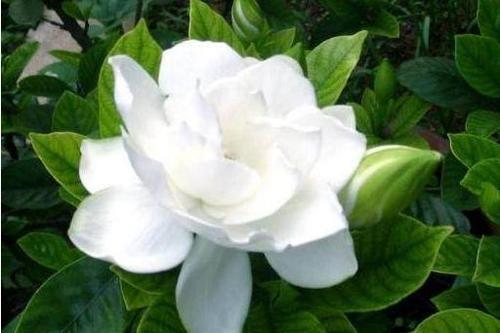都8月中旬了栀子花还能摘心吗