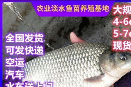 高密度养殖鲫鱼一亩放多少苗子