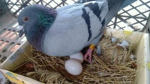 小鸽子一般几个月才会下蛋