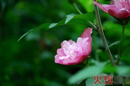 木菊能和月季花稼接吗
