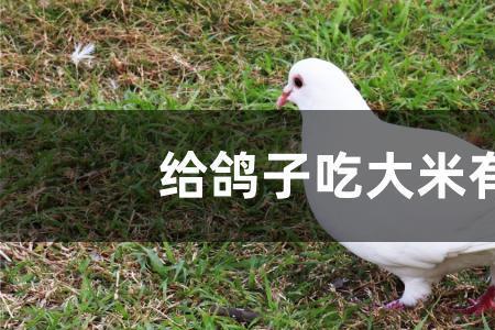 鸽子不吃粮食怎么办