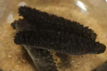 海参24小时忘换水了会咋样