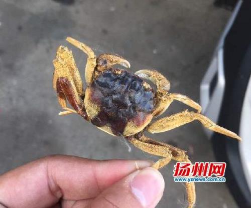 出黄的是不是死蟹