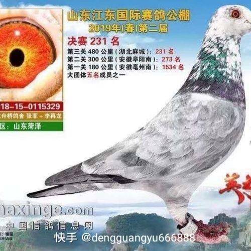 瓦灰鸽一般活多久