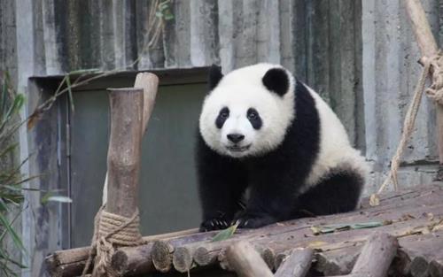 熊猫咬合力排名