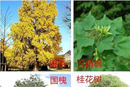 四季常青的树木有哪些
