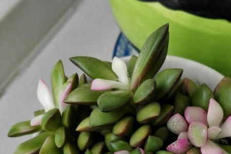 吹雪之松多肉怎么选花盆