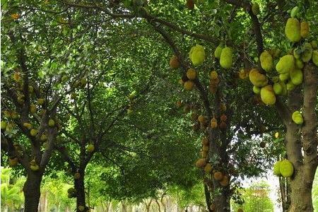 四川有哪些地方可以种菠萝蜜