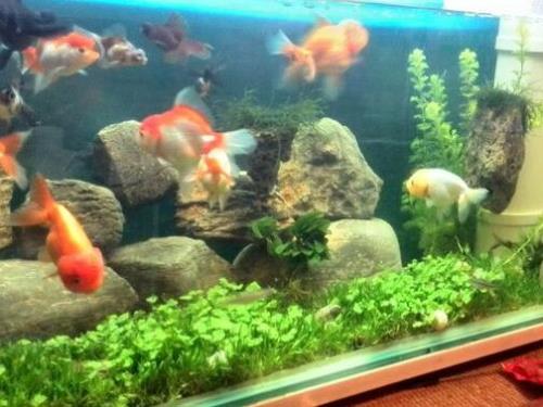 1.5米鱼缸适合养什么鱼