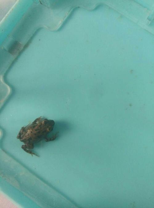 青蛙能几天不吃东西