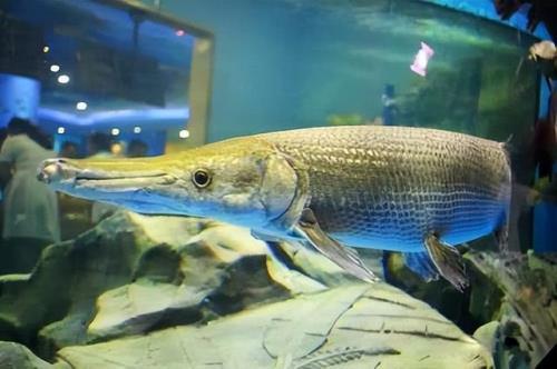 鳄雀鳝怎么养才长大