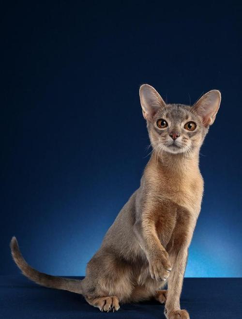 猫毛特长的什么猫