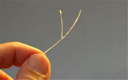 鱼刺吞到肚里过多长时间没事
