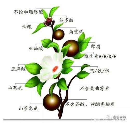 红花山茶油和白花山茶油的区别