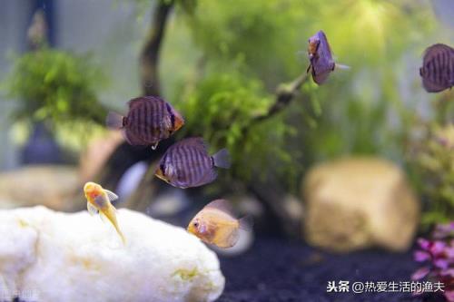不喂食的小型观赏鱼