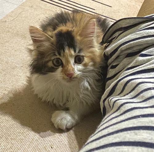 蓝猫歪嘴是怎么回事