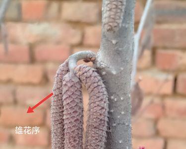 榛子花有雌花和雄花之分吗