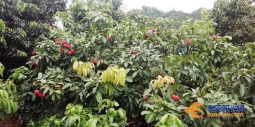 冰荔种植条件