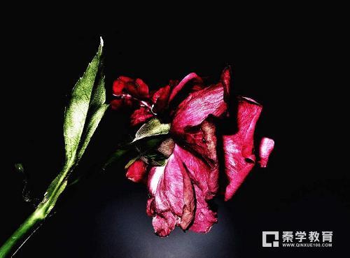 凋谢和遮掩的近义词