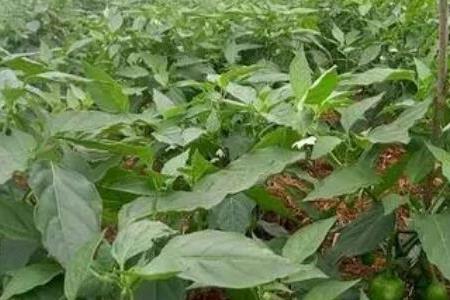 大棚泡椒种植技术