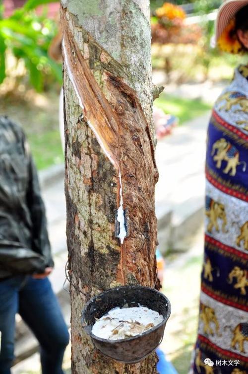 一棵橡胶树一天能割多少角