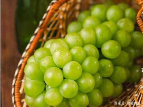 青云格格葡萄品种的优缺点