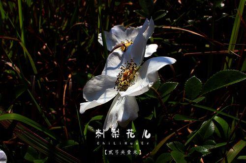 刺梨花歌曲原唱