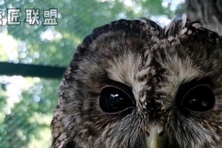 灰林鸮为什么晚上一直叫