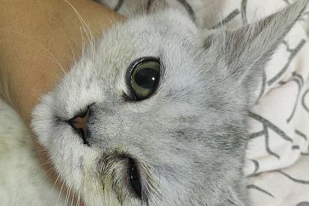 猫闭眼睛总是先闭左眼怎么回事