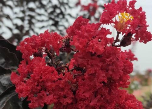 红花紫薇耐寒零下多少度