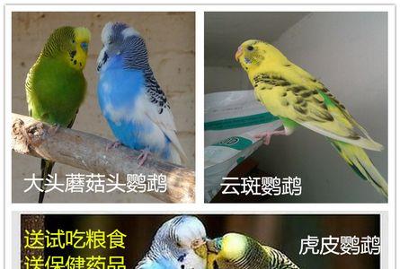 大头鹦鹉几个月可以教讲话