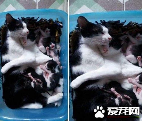 猫妈推下猫宝宝的真正原因