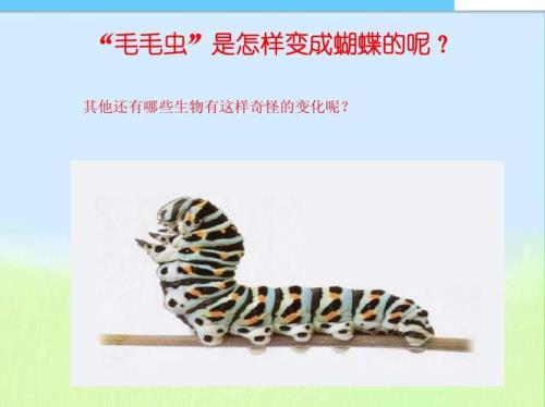 毛毛虫是怎样进化成蝴蝶的